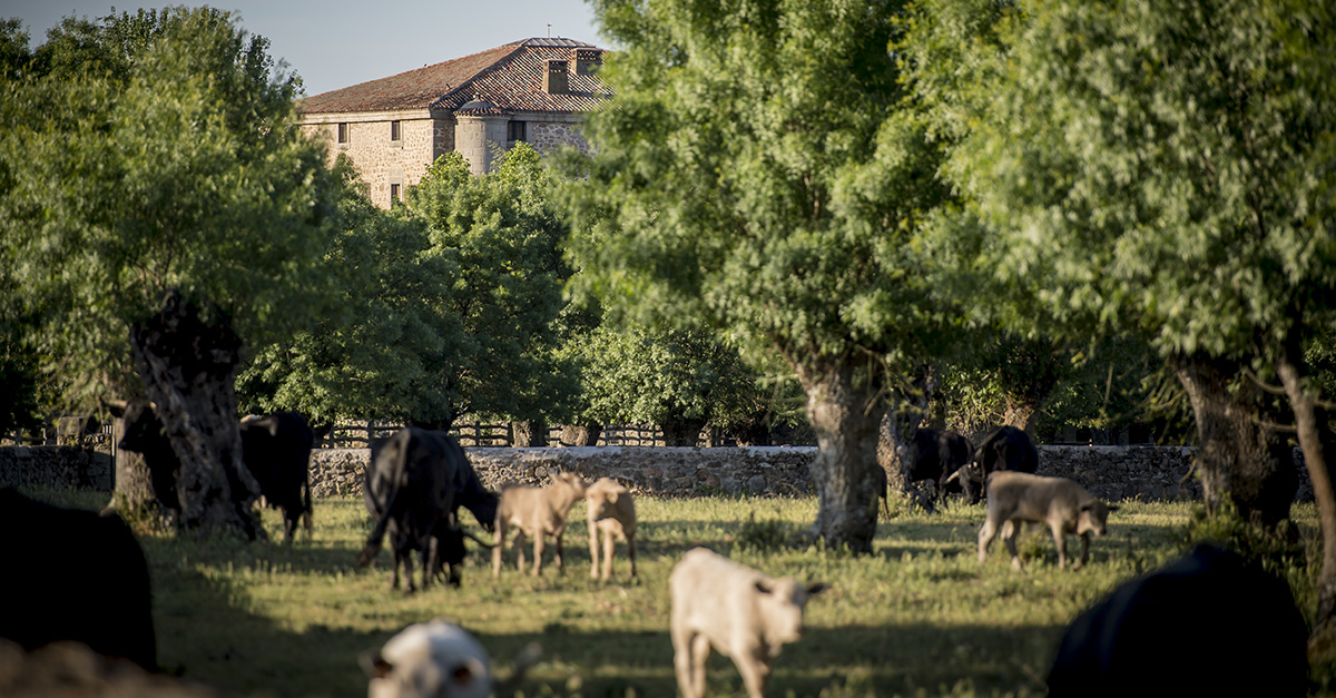 Ganadería - Finca El Campillo