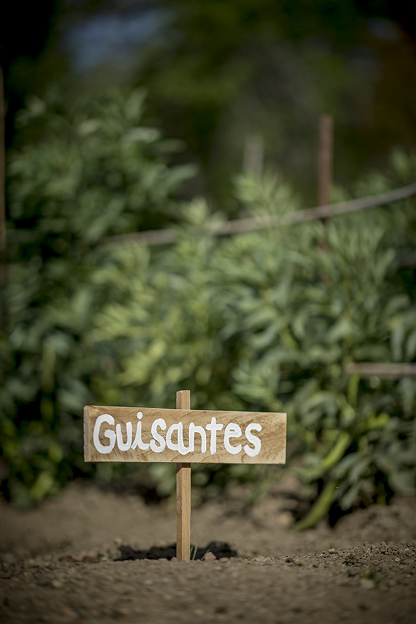 Huerto guisantes - Finca El Campillo